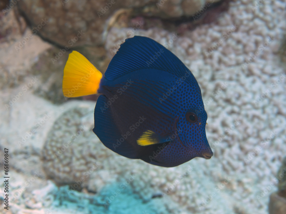 Naklejka premium Yellowtail tang