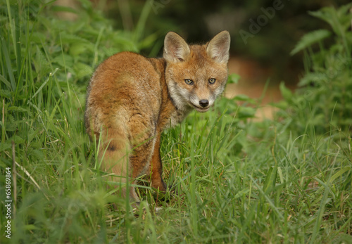 Fox looking back in long grass