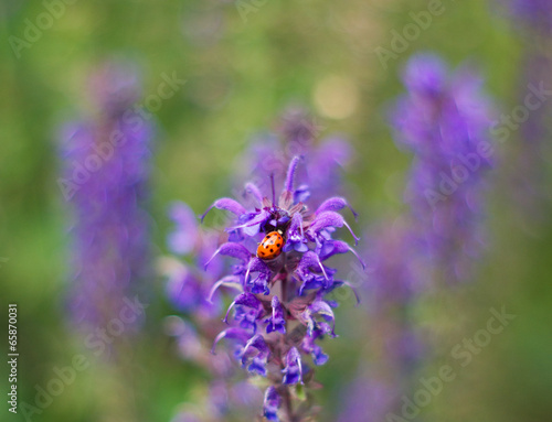 Fototapeta Naklejka Na Ścianę i Meble -  ladybug on purple flower closeup, on purple field background
