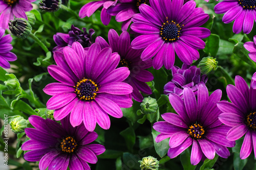 Closeup of a bouquet purple daisies photo