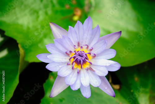Water lily flower Latin name Nymphaea colorata