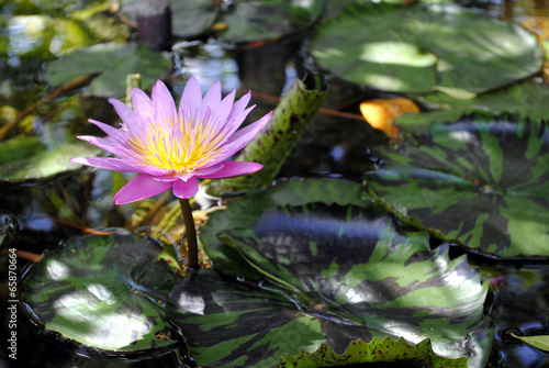 Water lily flower (Nymphaea colorata) in a pond
