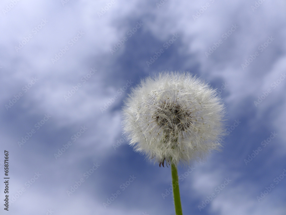 Dandelion Dandelion