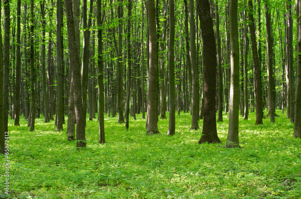 Naklejka premium forest