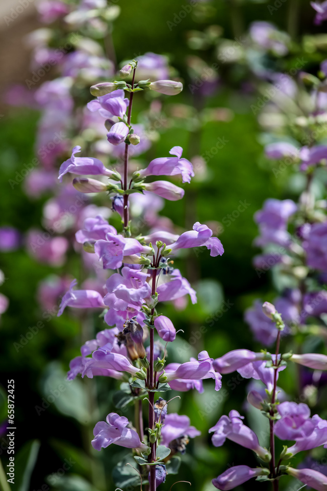 Pikes Peak Purple (Penstemon mexicali)