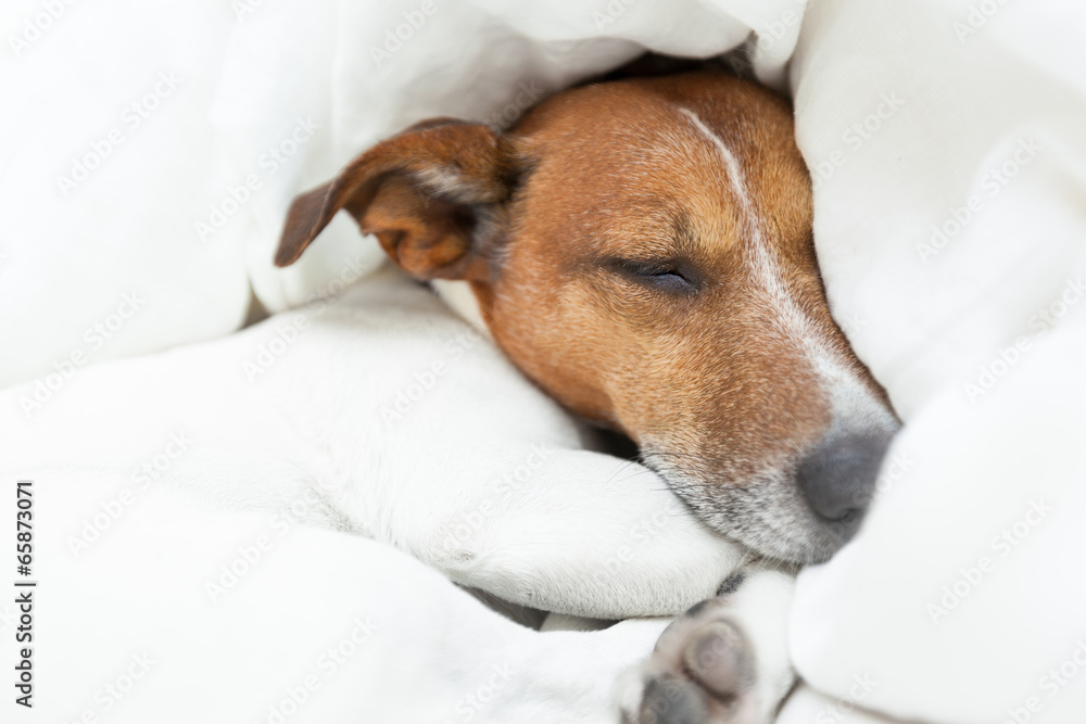 Obraz premium dog sleeping