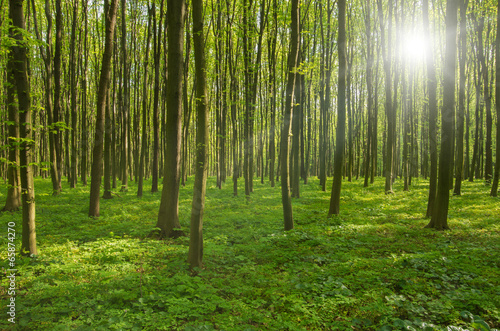 forest trees. nature green wood sunlight backgrounds. © nata777_7