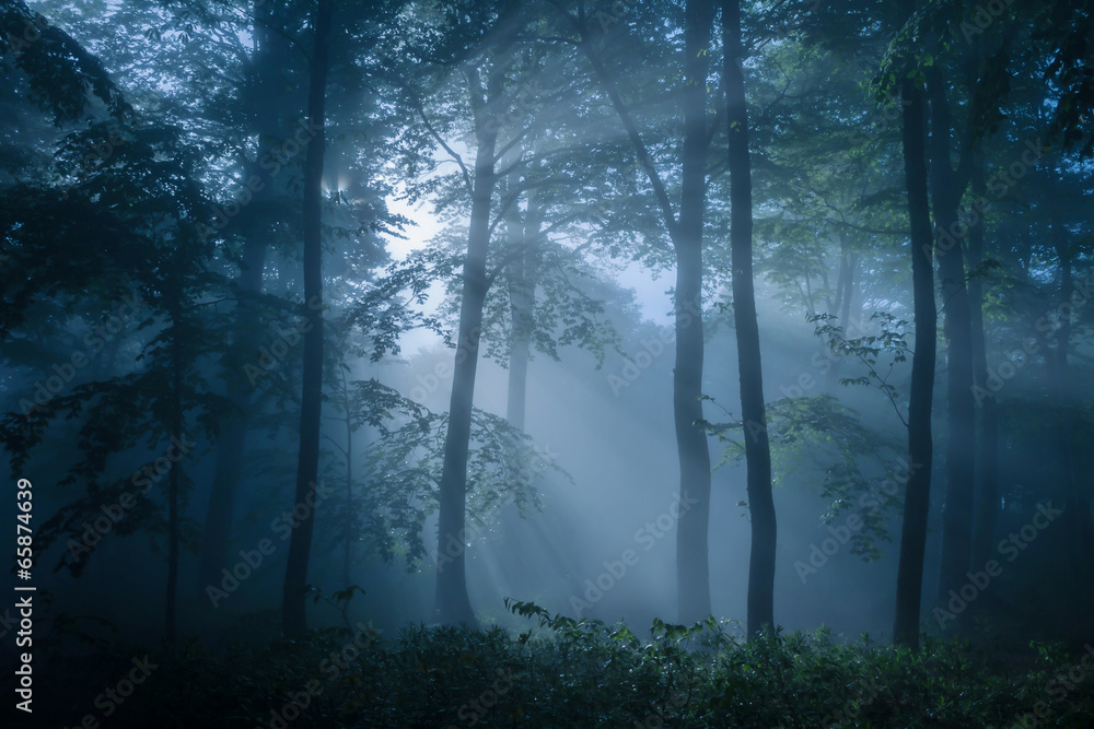 Gloomy forest filled with dim light