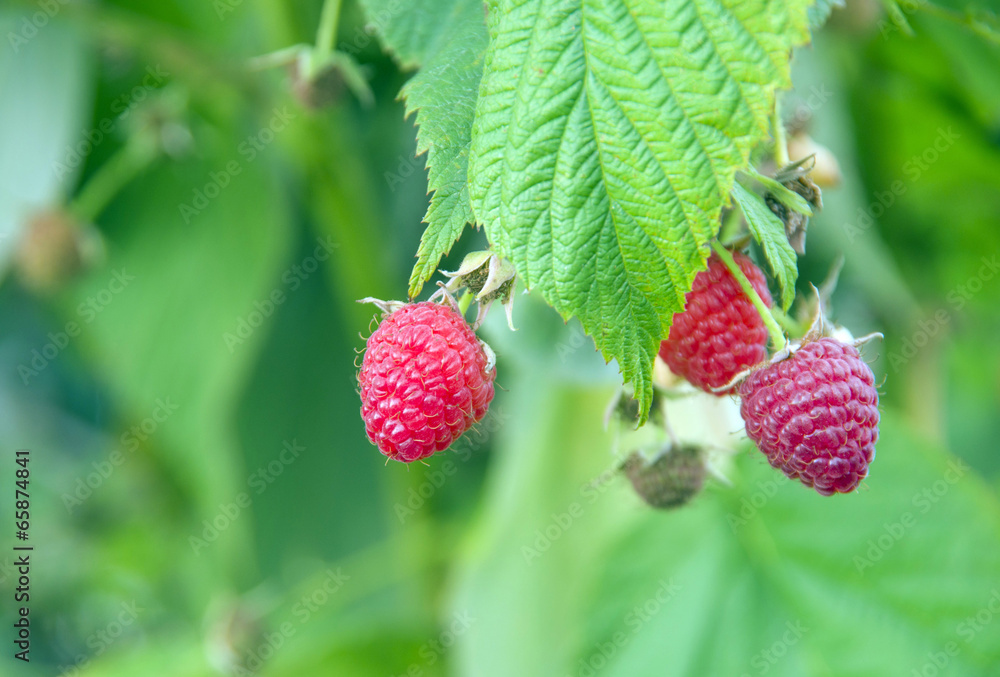 raspberry raspberry