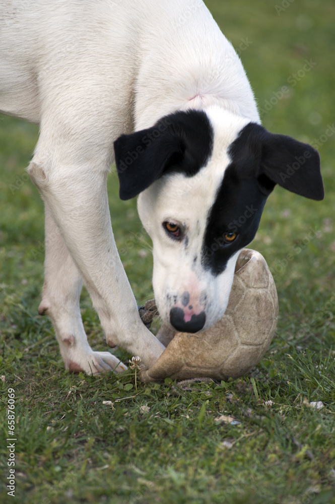 CANE BIANCO E NERO CHE GIOCA A PALLA