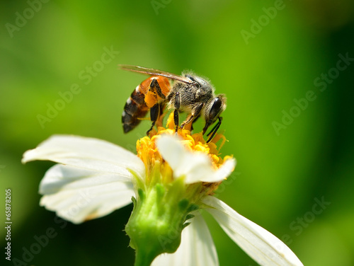 Close up bees on flower