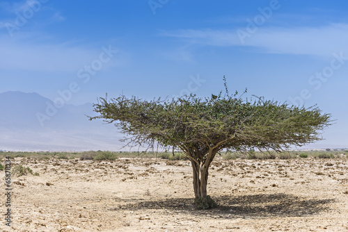 Lonely tree in desert of the Negev , Israel