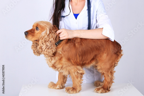 English cocker spaniel in veterinarian