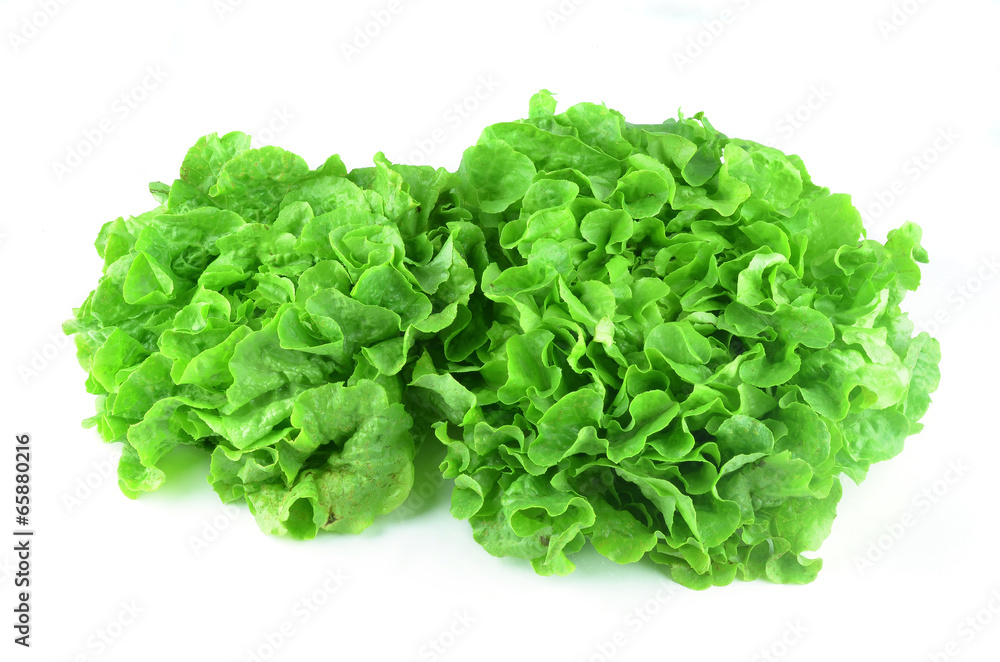 Useful herbs isolated on white Useful herbs isolated on white