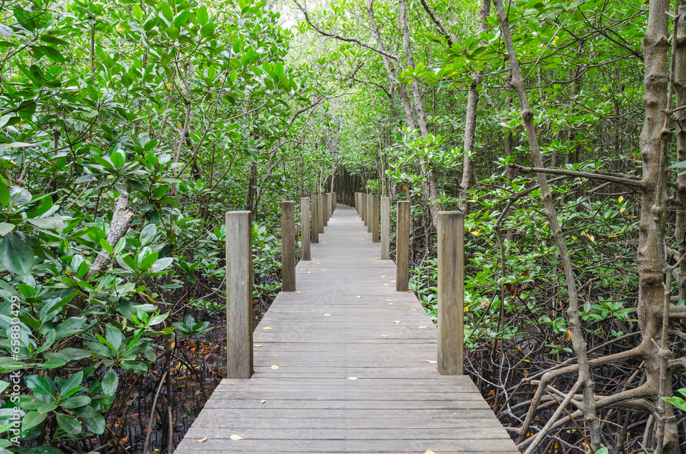 Wooden pathway in mangrove forest ,chanthaburi thailand Wooden pathway in mangrove forest ,chanthaburi thailand