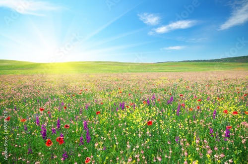 Spring meadow of flowers © GIS