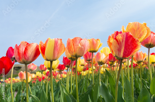 Fototapeta Naklejka Na Ścianę i Meble -  colorful tulips