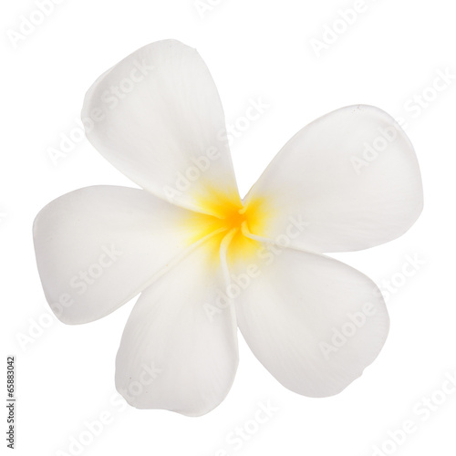Close up of white frangipani flower or Leelawadee flower on whit