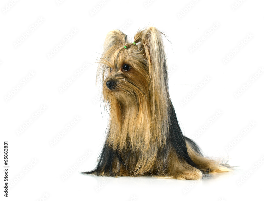 yorkshire terrier isolated on white yorkshire terrier isolated on white