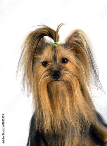 yorkshire terrier isolated on white