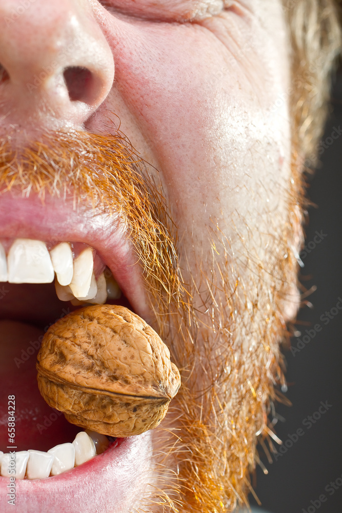 Fototapeta premium Walnut in teeth