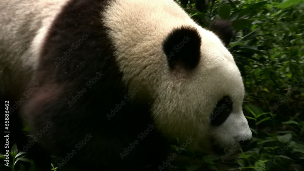 Young panda bear walking by