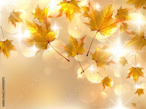 Autumn leaves, very shallow focus.