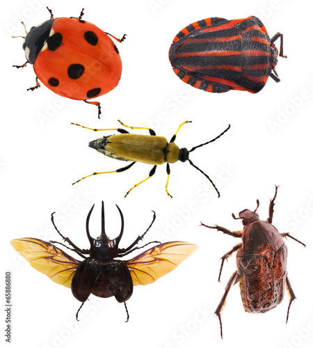 five isolated bugs collection