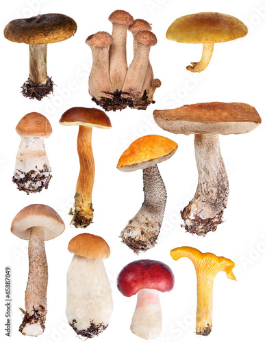 set of eleven edible mushrooms isolated on white