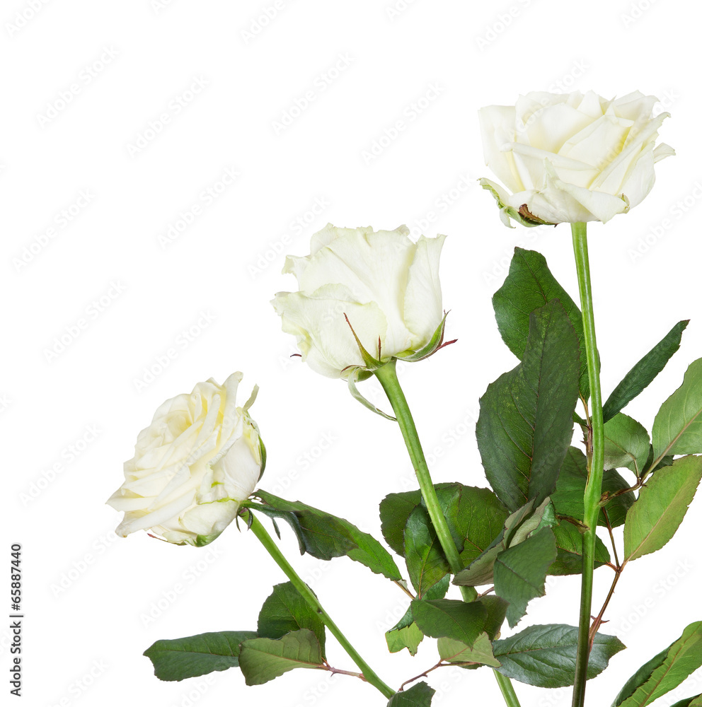 beautiful bunch from three white color roses