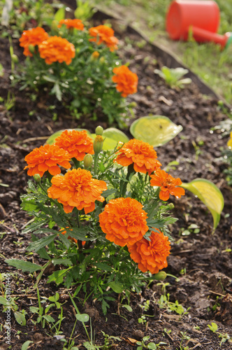 marigolds on the flower bed after rain, country garden