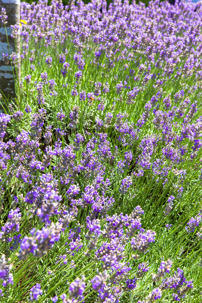 Obraz premium Lavender Flowers field