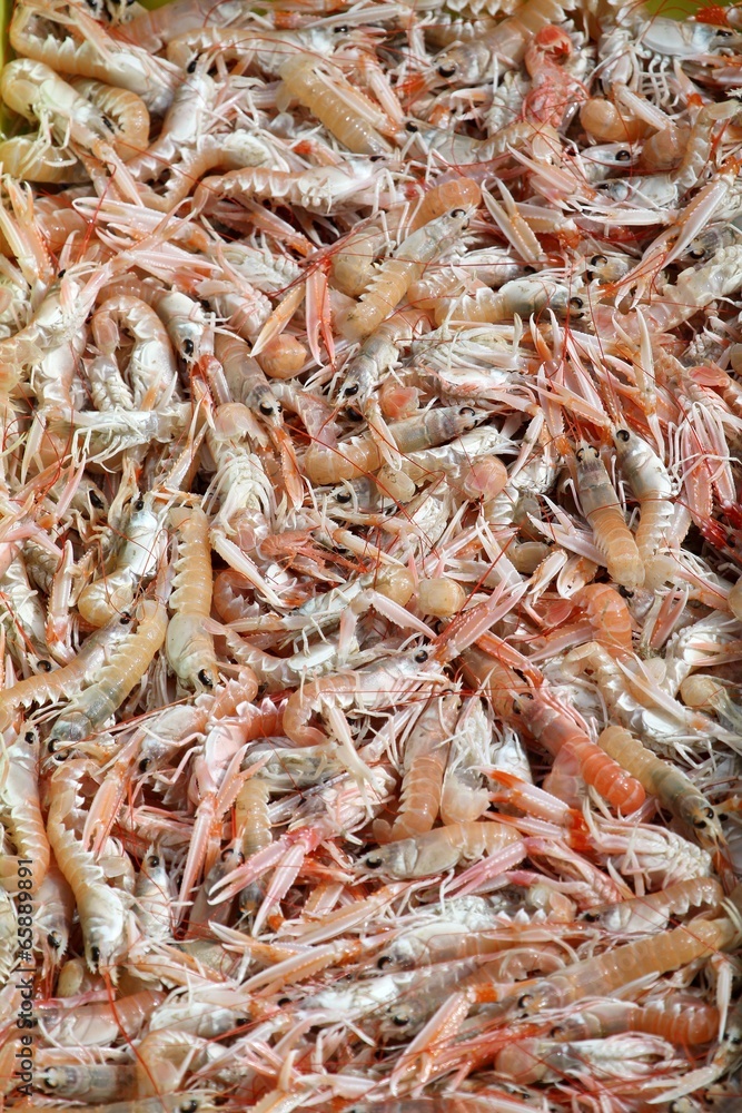 arrivage de langoustines au port de pêche,bretagne arrivage de langoustines au port de pêche,bretagne