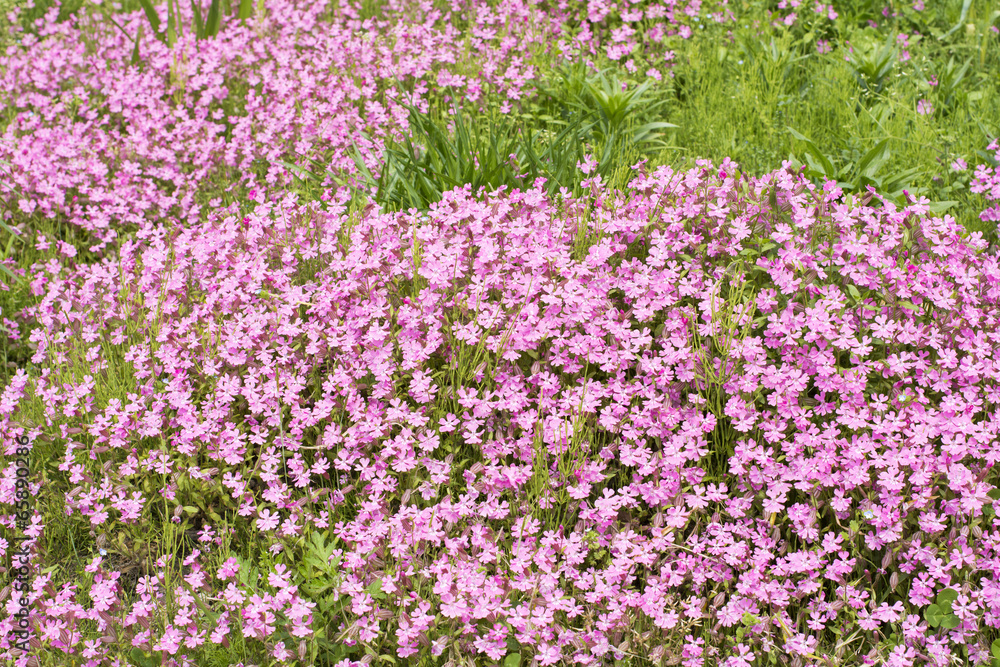 芝桜の花花