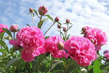Papier peint photo Pivoines Pivoine rouge éclatante en gros plan  © hcast