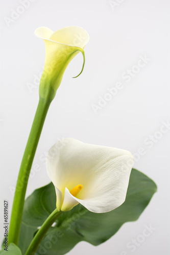Fototapeta Naklejka Na Ścianę i Meble -  白いカラーの花