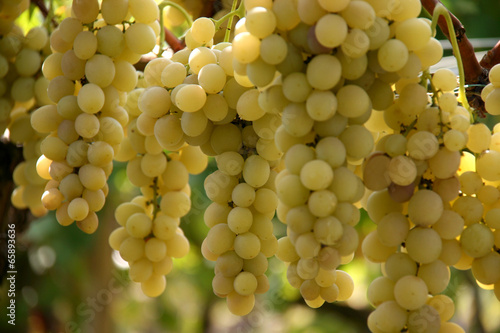 Grapes in the vineyard