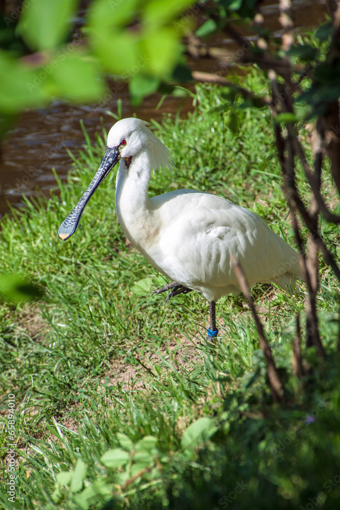 Fototapeta premium Eurasian Spoonbill