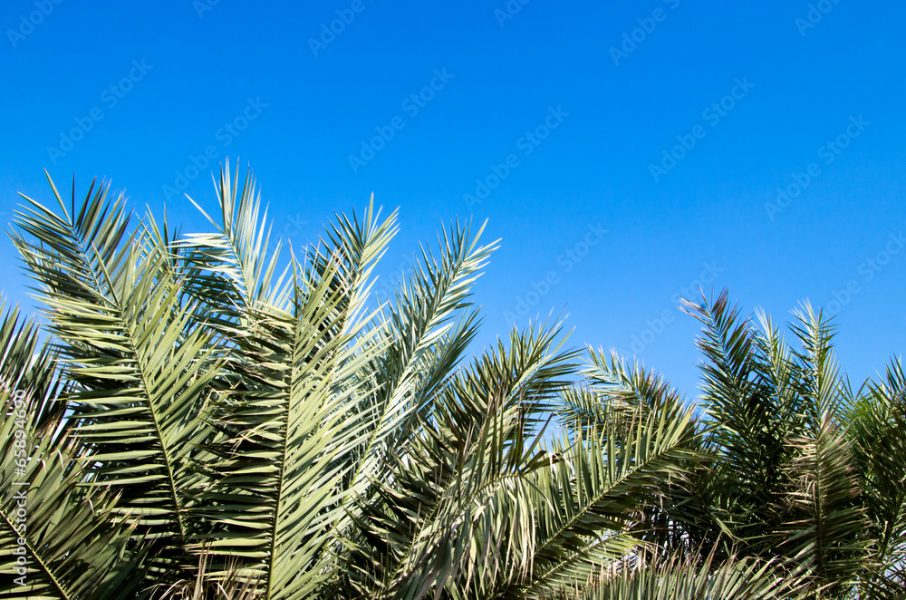 palm tree palm tree