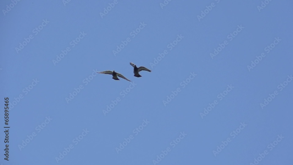 Pigeon pair in the blue sky Pigeon pair in the blue sky