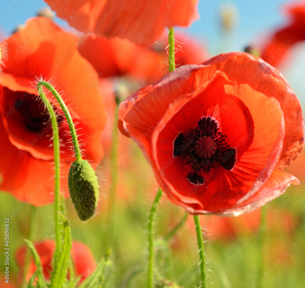 Beautiful blown bud poppy and poppy close up middle of a field o