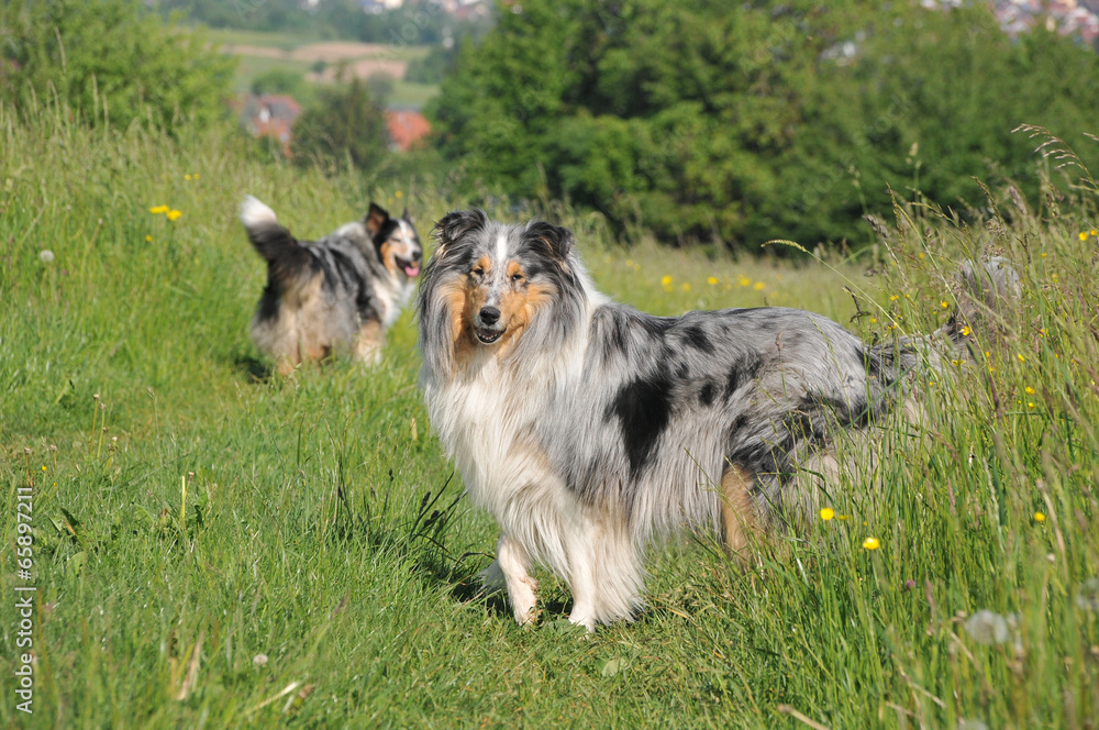 Collies