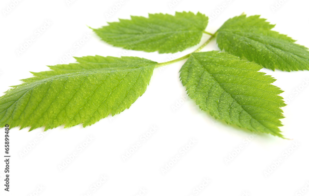 Green leaves with dew drops on white background