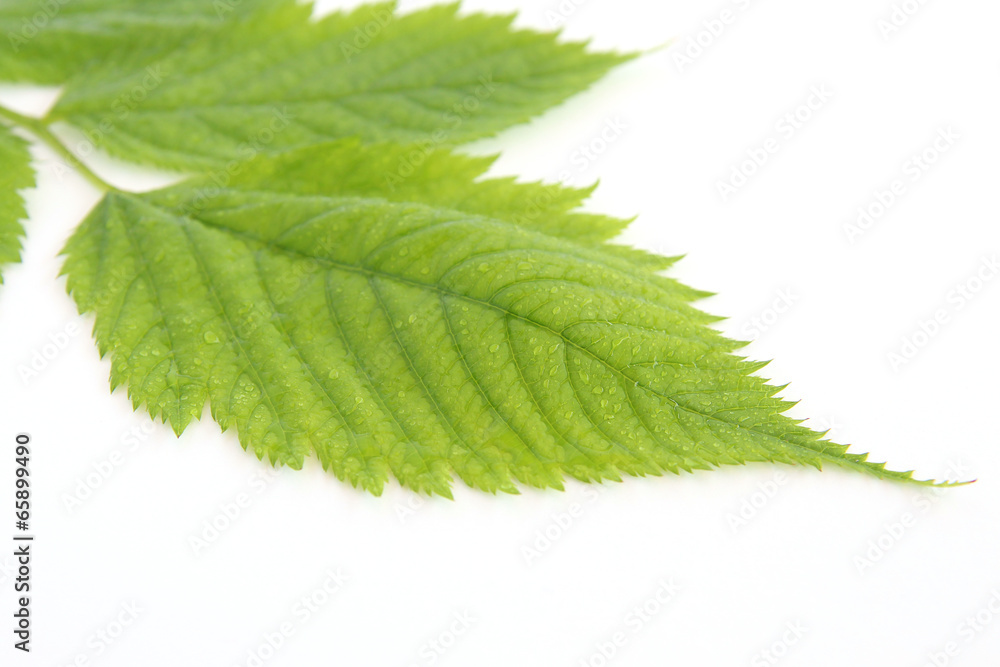 Fototapeta premium Green leaves with dew drops on white background