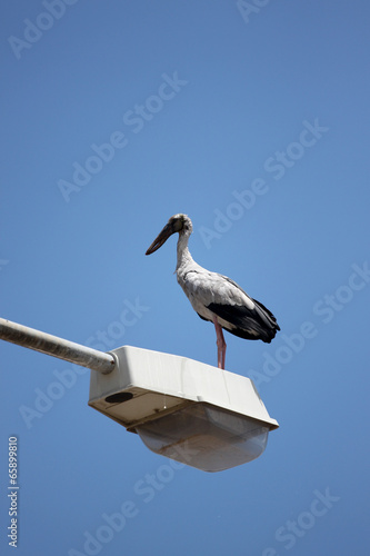 big stork standing on top electricity post.