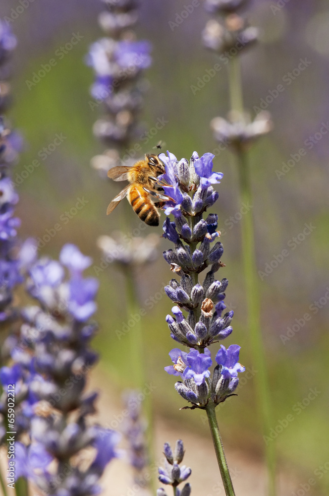 Lavender and bee Lavender and bee