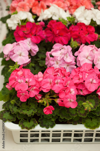 Fototapeta Naklejka Na Ścianę i Meble -  ゼラニュームの苗