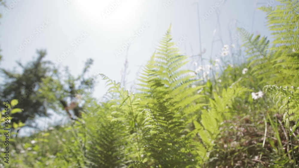 Grass, fern and dandelion in summer on a field (steadicam) Grass, fern and dandelion in summer on a field (steadicam)