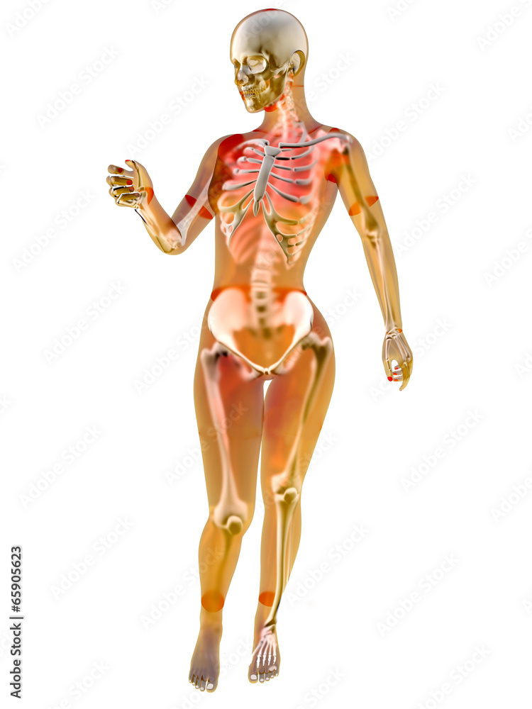 Weibliche Anatomie