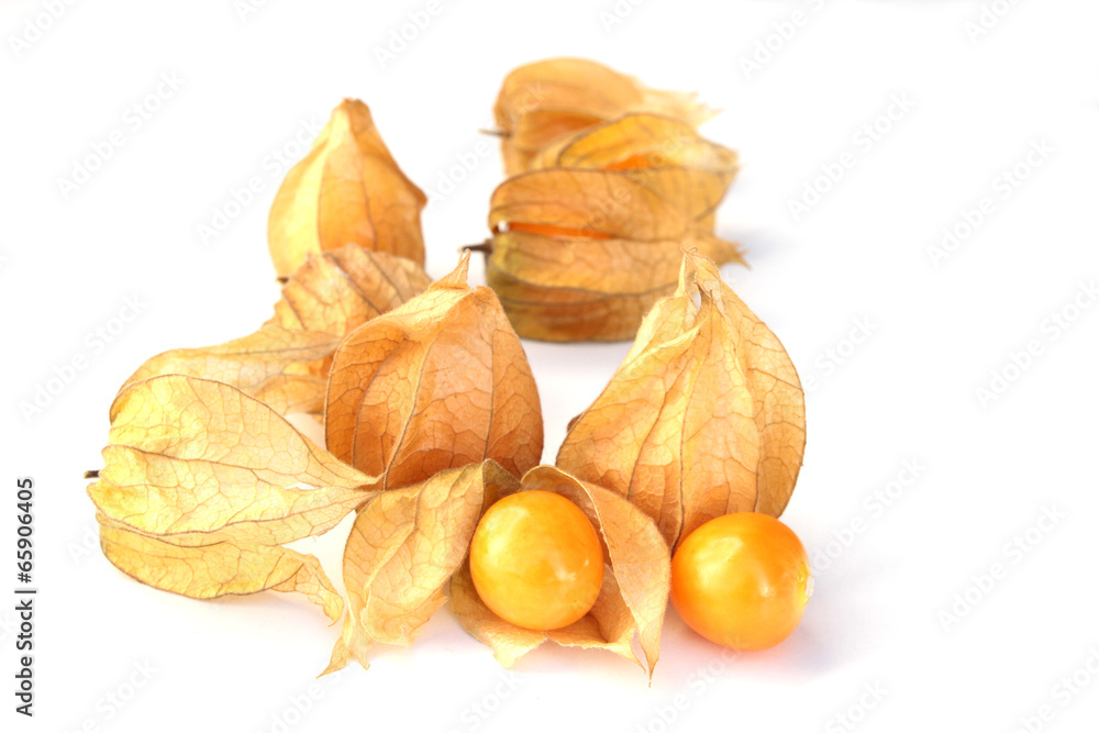 physalis physalis
